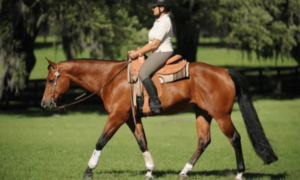 Guest Post - RobertTurf.com