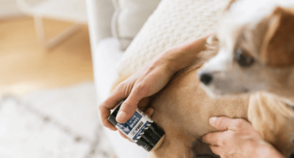 Guest Post - CBDMeasure.com