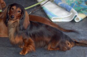 Guest - Petsyfy.com